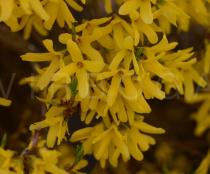 Forsythia x intermedia - Flowers - Click to enlarge!